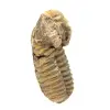 Fossile di trilobite - 2