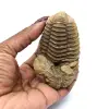 Fossile di trilobite - 3