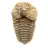 Fossile di trilobite