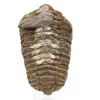 Trilobite dal Marocco - 0