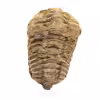 Trilobite fossile