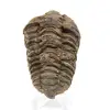 Trilobite dal Marocco - 0