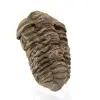 Trilobite dal Marocco - 2
