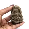 Trilobite dal Marocco - 3