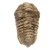 Trilobite grezzo dal Marocco - 0