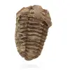 Trilobite fossile grezzo - 0
