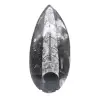 Fossile di Orthoceras lucidato - 1