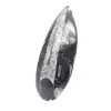 Fossile di Orthoceras lucidato - 2