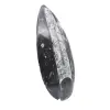 Fossile di Orthoceras lucidato - 3