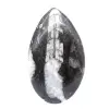 Ortocera lucidata - 1