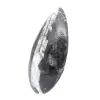 Ortocera lucidata - 2