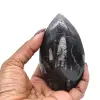Fossile di Orthoceras dal Marocco - 3