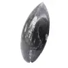 Orthoceras fossile Marocco - 2