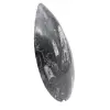 Orthoceras fossile Marocco - 3