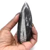 Fossile di Orthoceras dal Marocco - 0