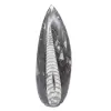 Fossile di Orthoceras dal Marocco - 1