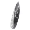 Fossile di Orthoceras dal Marocco - 2
