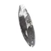 Orthoceras fossile Marocco - 3