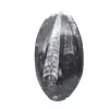 Fossile di Orthoceras - 1