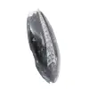 Fossile di Orthoceras - 3