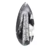 Fossile di Orthoceras - 1