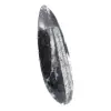 Fossile di Orthoceras - 3
