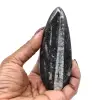 Fossile di Orthoceras dal Marocco - 9
