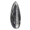 Fossile di Orthoceras lucidato - 1