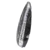 Fossile di Orthoceras lucidato - 2