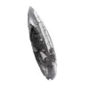 Orthoceras fossile Marocco - 3