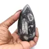 Fossile di Orthoceras dal Marocco - 11
