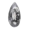 Orthoceras fossile Marocco - 1