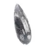 Orthoceras fossile Marocco - 3
