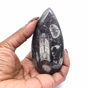 Orthoceras fossile Marocco