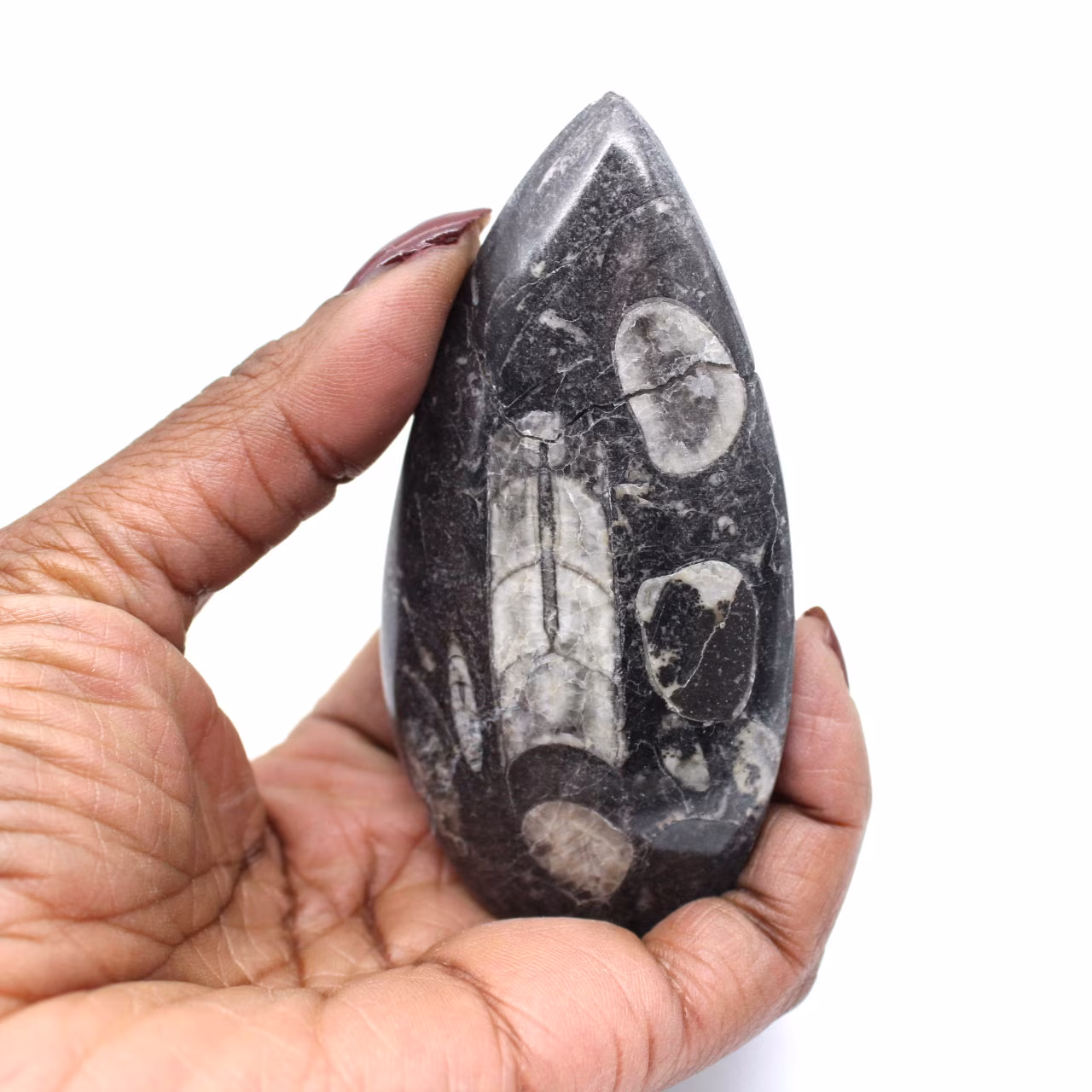 Orthoceras fossile Marocco