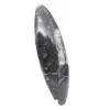 Fossile di Orthoceras - 3