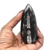 Fossile di Orthoceras - 0