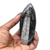 Orthoceras lucidato dal Marocco - 0