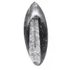 Orthoceras lucidato dal Marocco - 1