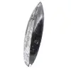 Orthoceras lucidato dal Marocco - 2