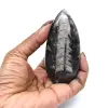 Fossile di Orthoceras dal Marocco - 13