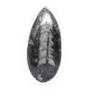 Ortocera lucidata - 1