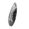 Ortocera lucidata - 2