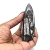 Orthoceras fossile Marocco - 0