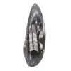 Orthoceras fossile Marocco - 1