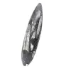 Orthoceras fossile Marocco - 2