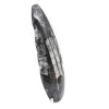 Orthoceras fossile Marocco - 3