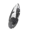 Fossile di Orthoceras dal Marocco - 2
