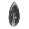 Fossile di Orthoceras dal Marocco - 1