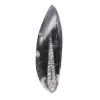 Orthoceras fossile Marocco - 1